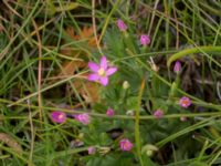 Centaurium pulchellum Bunkern, Tygelsjö ängar, Malmö, Skåne, Sweden 20150724_0059