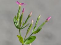 Centaurium pulchellum P-pl SV Emporia, Malmö, Skåne, Sweden 20240810_0060