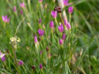 Centaurium pulchellum Terekudden, Bunkeflo strandängar, Malmö, Skåne, Sweden 20150724_0019