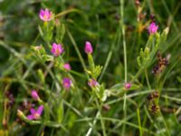 Centaurium pulchellum Terekudden, Bunkeflo strandängar, Malmö, Skåne, Sweden 20150724_0024