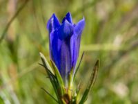 Gentiana pneumonanthe Hunneröds mosse, Skurup, Skåne, Sweden 20170713_0094