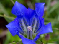 Gentiana pneumonanthe Hunneröds mosse, Svedala, Skåne, Sweden 20160714_0005