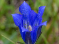 Gentiana pneumonanthe Hunneröds mosse, Svedala, Skåne, Sweden 20160714_0006