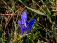 Gentiana pneumonanthe Skanörs ljung, Falsterbohalvön, Vellinge, Skåne, Sweden 20150823_0060