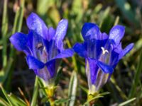 Gentiana pneumonanthe Skanörs ljung, Falsterbohalvön, Vellinge, Skåne, Sweden 20150823_0069