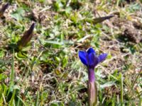 Gentiana verna ssp. pontica Kuro N, Stepantsminda, Mtskheta-Mtianeti, Georgia 20180424_3488