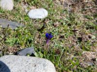 Gentiana verna ssp. pontica Kuro N, Stepantsminda, Mtskheta-Mtianeti, Georgia 20180424_3489