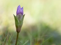 Gentianella campestris ssp. baltica Högebjär, Dalby, Lund, Skåne, Sweden 20150906_0030