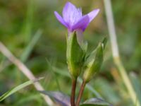 Gentianella campestris ssp. baltica Högebjär, Dalby, Lund, Skåne, Sweden 20150906_0034