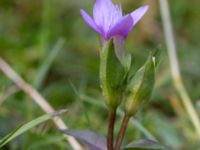 Gentianella campestris ssp. baltica Högebjär, Dalby, Lund, Skåne, Sweden 20150906_0035