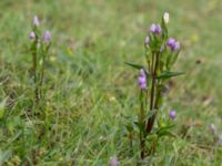 Gentianella campestris ssp. baltica Högebjär, Dalby, Lund, Skåne, Sweden 20150906_0040