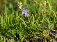 Erodium ciconium Chachuna, Kakheti, Georgia 20180427_1040