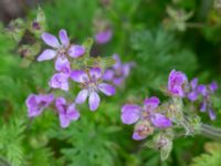 Erodium cicutarium NNO pumphuset, Husie mosse, Malmö, Skåne, Sweden 20220831_0081