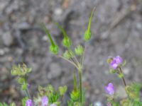 Erodium cicutarium NNO pumphuset, Husie mosse, Malmö, Skåne, Sweden 20220831_0086