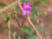 Erodium cicutarium Norra stigen, Toarp, Malmö, Skåne, Sweden 20230630_0171