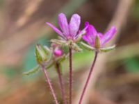 Erodium cicutarium Norra stigen, Toarp, Malmö, Skåne, Sweden 20230630_0173