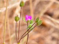 Erodium cicutarium Norra stigen, Toarp, Malmö, Skåne, Sweden 20230630_0174