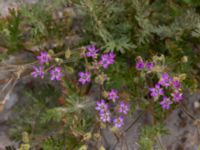 Erodium cicutarium Ulricedal, Malmö, Skåne, Sweden 20210727_0026