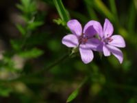 Erodium cicutarium Utsiktsvägen, Malmö, Skåne, Sweden 20210606_0005