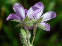 Erodium cicutarium Utsiktsvägen, Malmö, Skåne, Sweden 20210606_0007