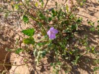 Erodium hesperium Oued Massa, Morocco 20180224_0222