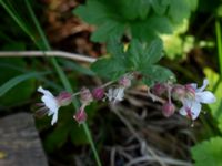 Geranium × cantabrigiense Gullbranna, Halmstad, Halland, Sweden 20190606_0029