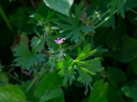 Geranium columbinum Ödetomterna, Bunkeflo strandängar, Malmö, Skåne, Sweden 20220624_0047