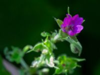 Geranium columbinum Ödetomterna, Bunkeflo strandängar, Malmö, Skåne, Sweden 20220624_0050