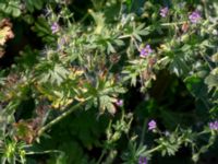 Geranium columbinum Jordhögar Hyllie, Malmö, Skåne, Sweden 20180604_0022