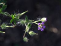 Geranium columbinum Jordhögar Hyllie, Malmö, Skåne, Sweden 20180604_0025