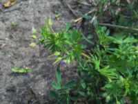 Geranium columbinum Lokstallarna, Malmö, Skåne, Sweden 20160523_IMG_4369