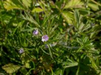 Geranium columbinum Pumphuset, Tygelsjö ängar, Malmö, Skåne, Sweden 20150524_0032