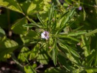 Geranium columbinum Pumphuset, Tygelsjö ängar, Malmö, Skåne, Sweden 20150524_0033