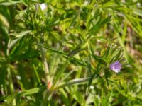 Geranium columbinum Pumphuset, Tygelsjö ängar, Malmö, Skåne, Sweden 20150524_0034