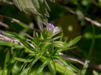 Geranium columbinum Pumphuset, Tygelsjö ängar, Malmö, Skåne, Sweden 20150524_0035