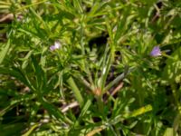 Geranium columbinum Pumphuset, Tygelsjö ängar, Malmö, Skåne, Sweden 20150524_0037