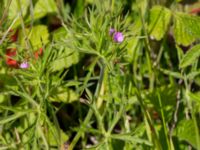 Geranium columbinum Pumphuset, Tygelsjö ängar, Malmö, Skåne, Sweden 20150524_0040