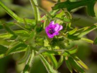 Geranium columbinum Pumphuset, Tygelsjö ängar, Malmö, Skåne, Sweden 20150524_0043