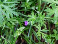 Geranium dissectum Ödetomterna, Bunkeflo strandängar, Malmö, Skåne, Sweden 20190528_0048