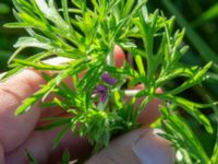 Geranium dissectum 125 m NNO pumphuset, Bunkeflo strandängar, Malmö, Skåne, Sweden 20190516_0006