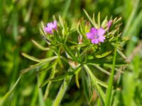 Geranium dissectum Borgeby reningsverk, Lomma, Skåne, Sweden 20190602_0241