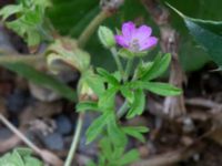 Geranium dissectum Köpmansgatan 5, Malmö, Skåne, Sweden 20220806_0032