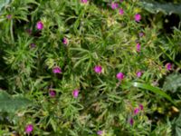 Geranium dissectum Ladugårdsmarken, Lund, Skåne, Sweden 20190602_0307