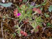 Geranium dissectum Lilljonskärr, Jordhamn, Borgholm, Öland, Sweden 20190525_0115