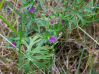 Geranium dissectum Oscarshemsparken, Lund, Skåne, Sweden 20180626_0052