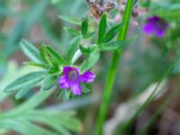 Geranium dissectum Oscarshemsparken, Lund, Skåne, Sweden 20180626_0053