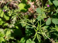 Geranium dissectum Ulricedal, Malmö, Skåne, Sweden 20190617_0141