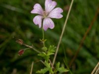 Geranium endressii Sörbäcksängen, Malmö, Skåne, Sweden 20210823_0316