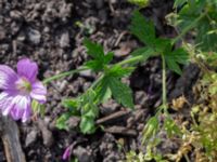 Geranium endressii Sliparebacken N delen, Lund, Skåne, Sweden 20220804_0033