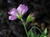 Geranium endressii Sliparebacken N delen, Lund, Skåne, Sweden 20220804_0034